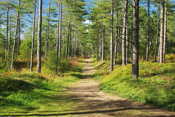 Newborough Forest