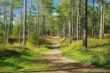 Newborough Forest