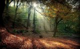 Oaks Wood