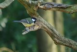 Great Tit