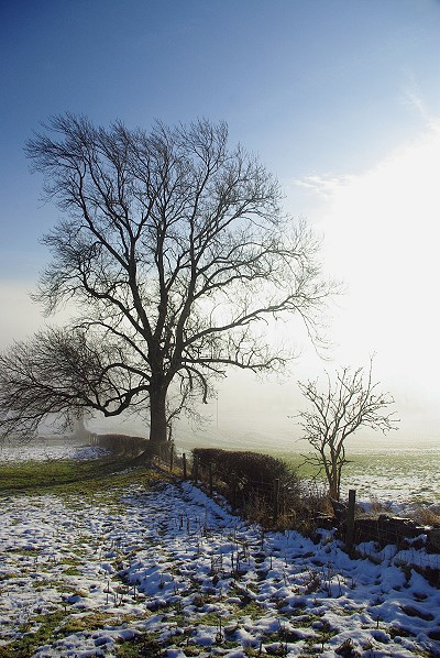Misty Morn