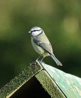 Blue Tit