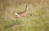Run Deer run