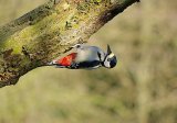 Woodpecker 3