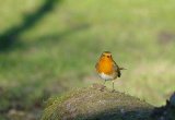Robin Redbreast