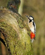 Woodpecker