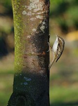 Treecreeper