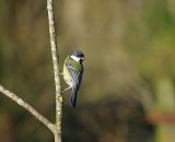 Great Tit 3