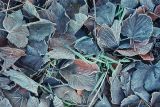 Frosty Leaves