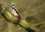 Woodpecker 4