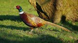 Pheasant 2
