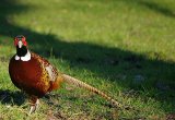 Pheasant
