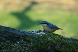 Nuthatch
