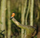 Bullfinch