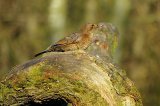 Female Fieldfare