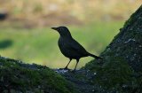 Blackbird?