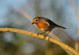 Robin Redbreast