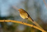 Robin Redbreast