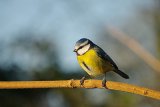 Blue Tit