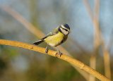 Blue Tit