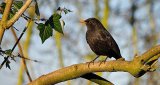 Blackbird 3