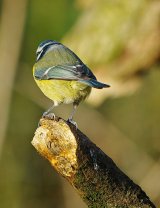 Blue Tit