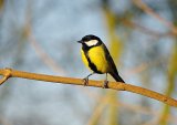 Great Tit 5