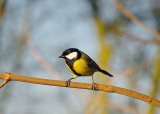 Great Tit 4