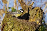 Great Tit 2