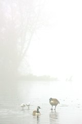 Come on in dear, the water's lovely!