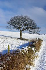 THAT tree!