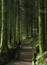 Woodland Path