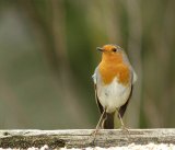 Robin Redbreast
