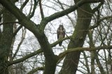 Buzzard (first sighting)
