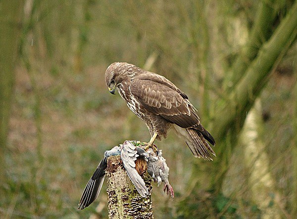 Common Buzzard