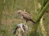 Common Buzzard