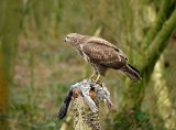Buzzard