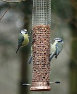 Blue Tits feeding