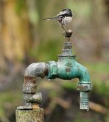 Long Tailed Tit on Tap.