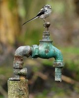 Long Tailed Tit on Tap.