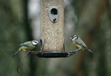 Blue Tits