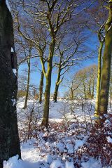 Winter trees