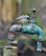 Coal Tit?