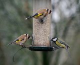 Goldfinches and Great Tit