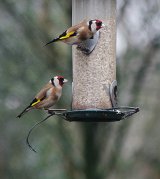 A pair of Goldfinches