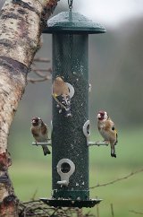 Goldfinch Gang