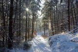 Winter Scenes