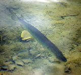 Pike