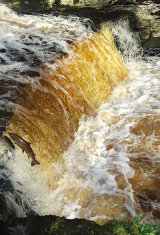 Salmon Leaping.