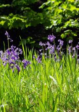 Bluebells